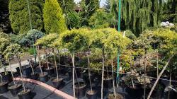 szkółka drzew krzewów roślin ozdobnych bylin
